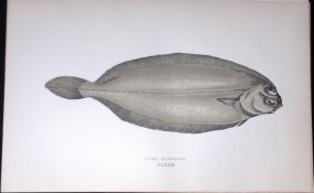 Long Flounder Fish Scarce Antique 1877 J. Couch Woodblock Engraving-177
