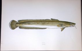 Ling Fish Scarce Antique 1877 J. Couch Woodblock Engraving-195