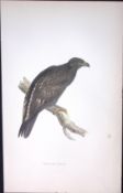 Spotted Eagle Rev Morris Antique History of British Birds 130 Years-Old Engraving-15