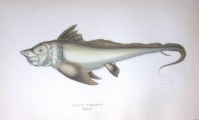 Arctic Chimera Fish Scarce Antique 1877 J. Couch Woodblock Engraving-183