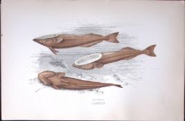 Remora Fish Scarce Antique 1877 J. Couch Woodblock Engraving-228