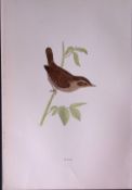 Wren Rev Morris Antique History of British Birds 130 Years-Old Engraving-129