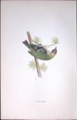 Firecrest Rev Morris Antique History of British Birds 130 Years-Old Engraving-38