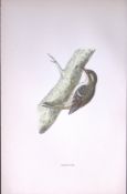 Creeper Rev Morris Antique History of British Birds 130 Years-Old Engraving-154
