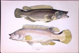 Scale-Rayed Wrass Fish Scarce Antique 1877 J. Couch Woodblock Engraving-92 .