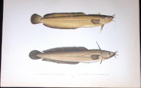 Four & Five Bearded Rockling Fish Scarce Antique 1877 J. Couch Woodblock Engraving-197