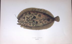 Bloch’s Topknot Fish Scarce Antique 1877 J. Couch Woodblock Engraving-170