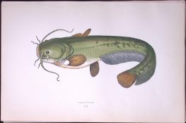Sheatfish Scarce Antique 1877 Johnathan Couch Woodblock Engraving-119 .