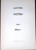 Mackerel & Thompson Midges Fish Scarce Antique 1877 J. Couch Woodblock Engraving-198