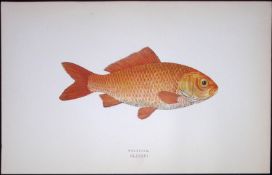 Goldfish Scarce Antique 1877 Johnathan Couch Woodblock Engraving-25.