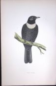 Ring Ouzel Rev Morris Antique History of British Birds 130 Years-Old Engraving-94