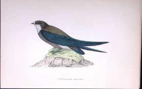Spine Tailed Swallow Rev Morris Antique History of British Birds 130 Years-Old Engraving-160