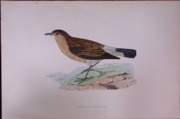 Isabelline Wheatear Rev Morris Antique History of British Birds 130 Years-Old Engraving-106