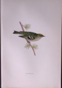 Goldcrest Rev Morris Antique History of British Birds 130 Years-Old Engraving-131