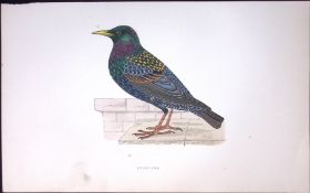 Starling Rev Morris History of British Birds 130 Yrs-Old AntiqueEngraving-82