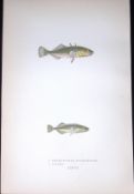 3 Spined & Tinker Stickleback Fish Scarce Antique 1877 J. Couch Woodblock Engraving-186