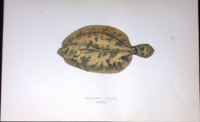 Ekstrom’s Topknot Fish Scarce Antique 1877 J. Couch Woodblock Engraving-171