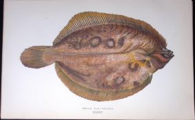 Smear Dab Variety Fish Scarce Antique 1877 J. Couch Woodblock Engraving-175