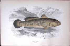 Rock Goby Fish Scarce Antique 1877 J. Couch Woodblock Engraving-231