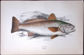 Sciaena Fish Scarce Antique 1877 J. Couch Woodblock Engraving-212