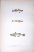 Three Goby Fish Scarce Antique 1877 J. Couch Woodblock Engraving-234