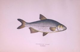 Pomeranian Bream Fish Scarce Antique 1877 J. Couch Woodblock Engraving-28 .
