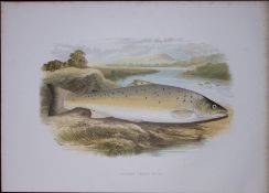 Salmon Trout (Var) Rev Houghton British Freshwater Fish 1879 Scarce Wood Engraving-21