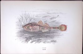 Pouge Fish Scarce Antique 1877 J. Couch Woodblock Engraving-210