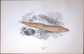 Butterfish Fish Scarce Antique 1877 J. Couch Woodblock Engraving-244