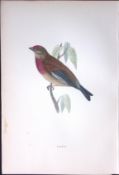 Linnet Rev Morris Antique History of British Birds 130 Years-Old Engraving-196