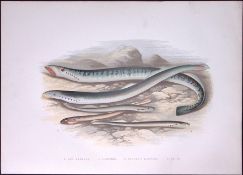 Species of Sea Lampreys Rev Houghton British Freshwater Fish 1879 Scarce Wood Engraving.1