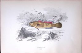 Paganellos Fish Scarce Antique 1877 J. Couch Woodblock Engraving-230