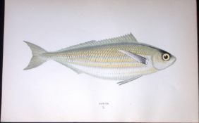 Bogue Fish Scarce Antique 1877 J. Couch Woodblock Engraving-192