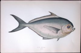 Ray’s Bream Fish Scarce Antique 1877 J. Couch Woodblock Engraving-216