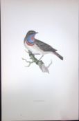 Bluebreast Rev Morris Antique History of British Birds 130 Years-Old Engraving-99