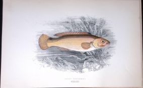 Jago’s Goldsinny Fish Scarce Antique 1877 J. Couch Woodblock Engraving-194