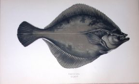 Flounder Fish Scarce Antique 1877 J. Couch Woodblock Engraving-178