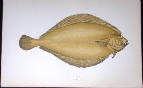 Pole Fish Scarce Antique 1877 J. Couch Woodblock Engraving-176