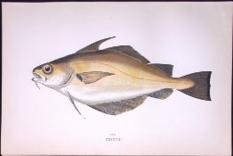 Bib Fish Scarce Antique 1877 Johnathan Couch Woodblock Engraving-88 .