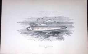 Bearded Ophidium Fish Scarce Antique 1877 J. Couch Woodblock Engraving-199