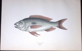 Mendole Fish Scarce Antique 1877 J. Couch Woodblock Engraving-191