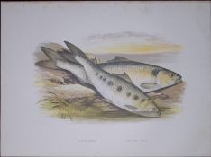 Allis & Twaite Shad Rev Houghton British Freshwater Fish 1879 Scarce Wood Engraving-25