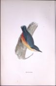 Nuthatch Rev Morris Antique History of British Birds 130 Years-Old Engraving-151