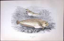 Sea Snail Fish Scarce Antique 1877 J. Couch Woodblock Engraving-237