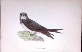 Alpine Swift Rev Morris Antique History of British Birds 130 Years-Old Engraving-159