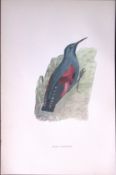 Wall Creeper Rev Morris Antique History of British Birds 130 Years-Old Engraving-153