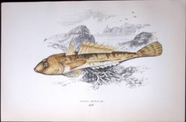 Dusky Skulpin Fish Scarce Antique 1877 J. Couch Woodblock Engraving-235