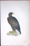 Erne Rev Morris Antique History of British Birds 130 Years-Old Engraving-13