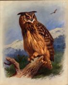 Thorburn Antique Scarce 2nd Edition Bird Print The Majestic Eagle Owl-28.
