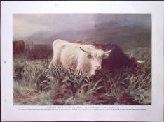 Highland Cattle & Indian Buffaloes Antique Double-Sided Colour Plate-23